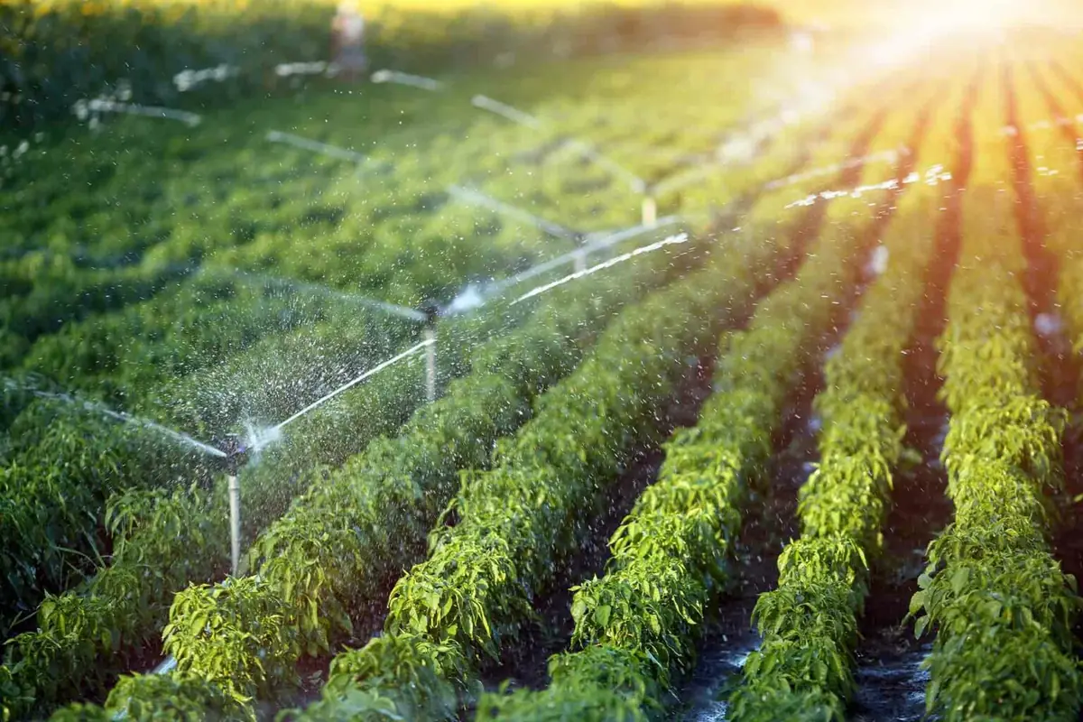 Sprinklers watering rows of plants